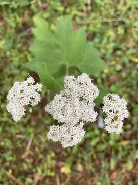 Image de Stevia ovata Willd.