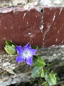 Image of Vinca major subsp. major