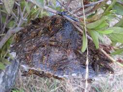 Image of Polistes rothneyi koreanus Vecht 1968