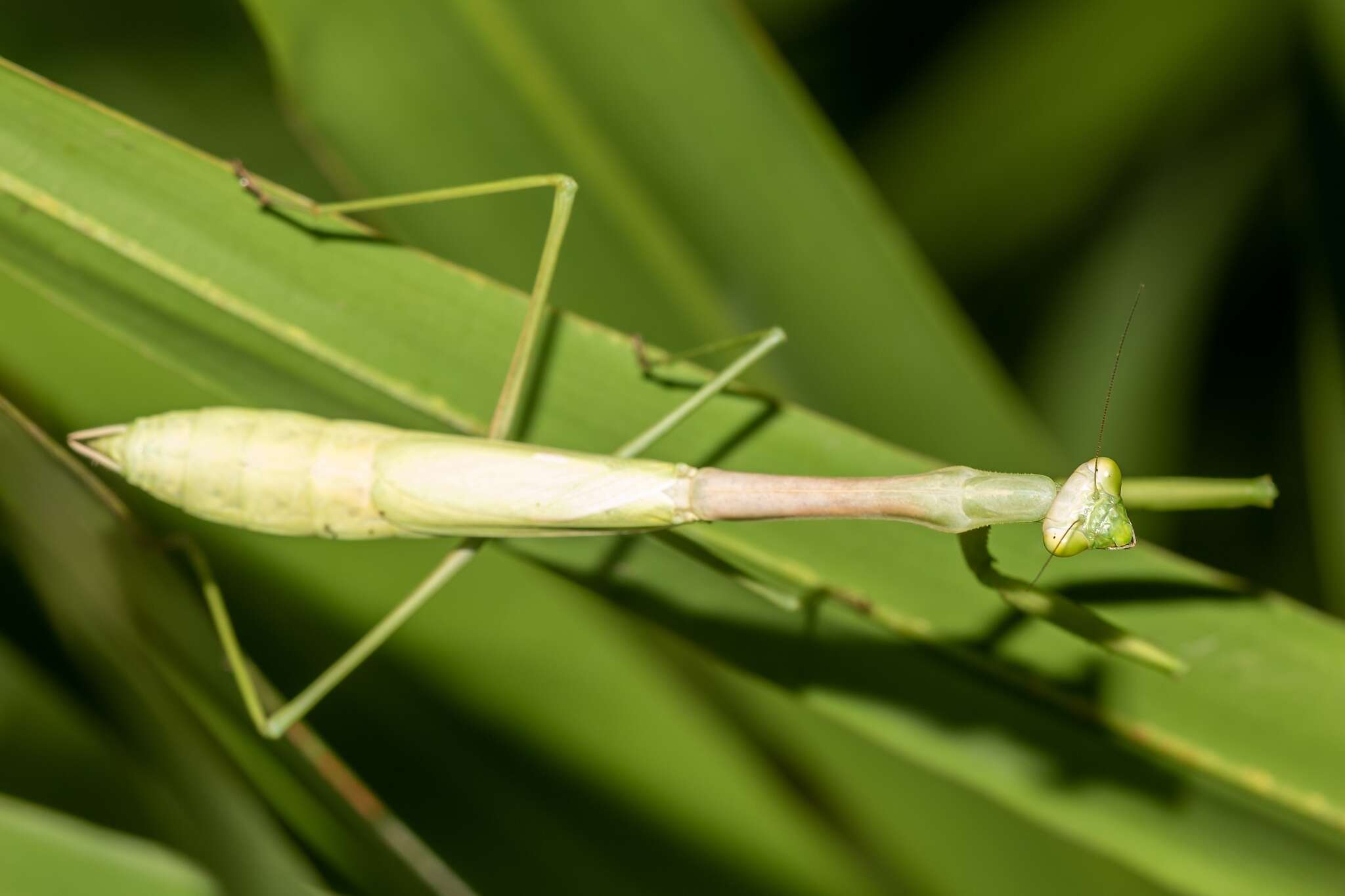 Image of Stagmomantis floridensis Davis 1919