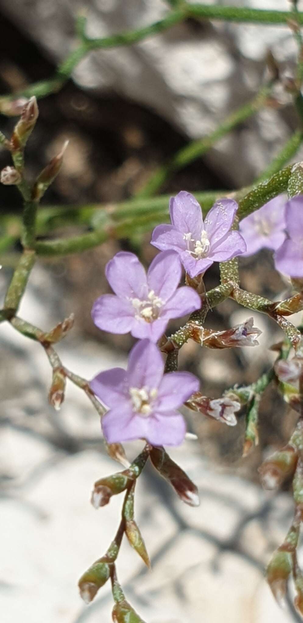 Image of Limonium pontium Pignatti