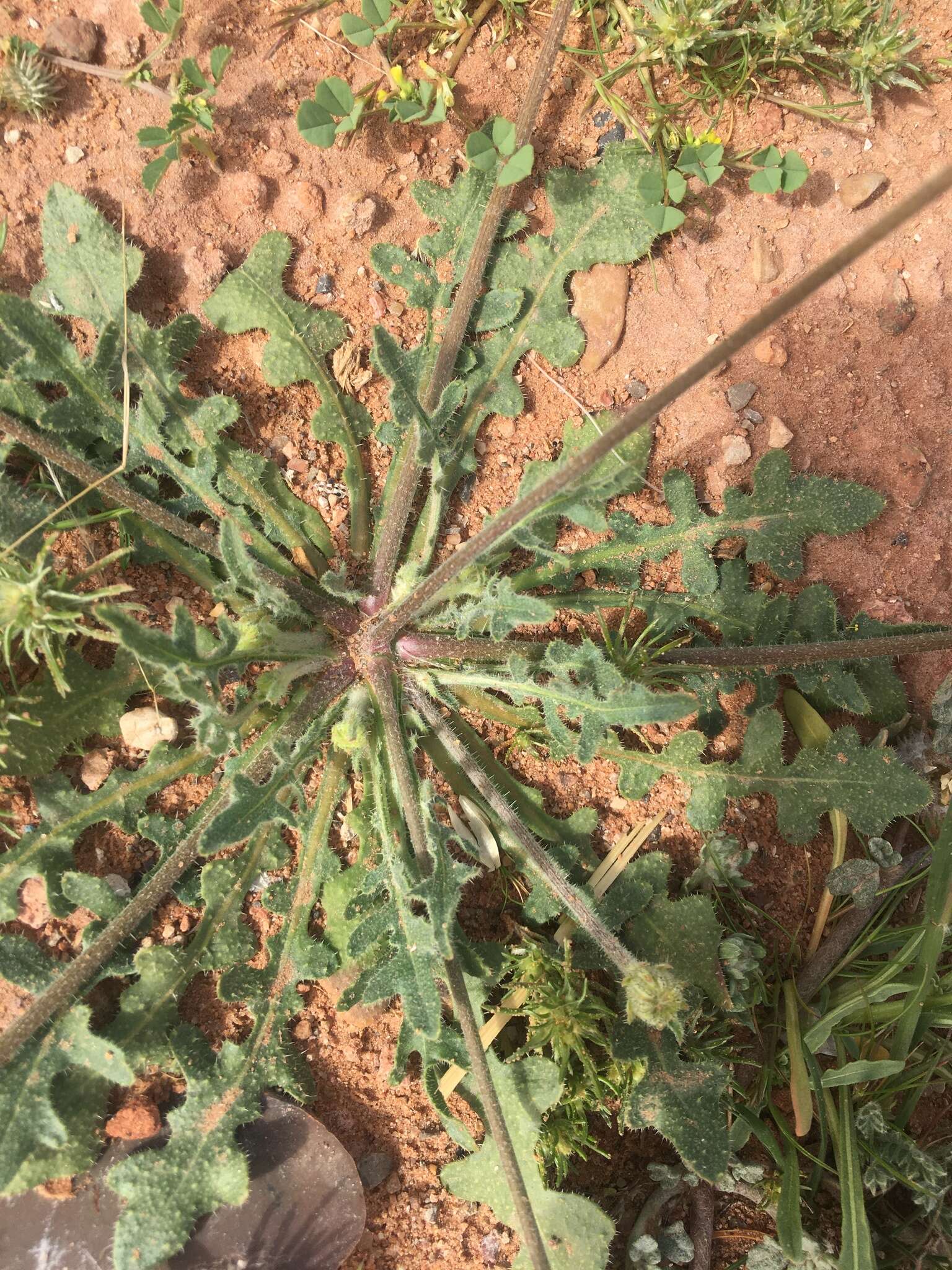 Image of Picris asplenioides L.