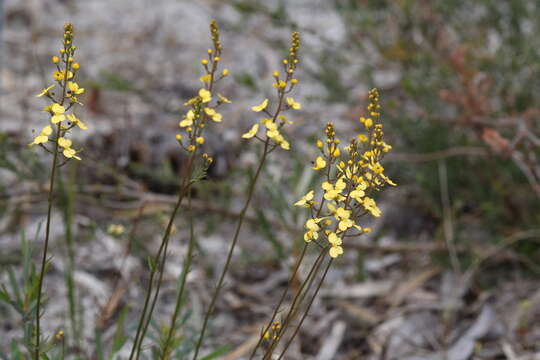 Image of Stylidium diuroides Lindl.