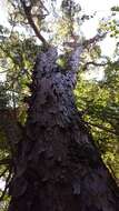 Image of Sickle-leaved Yellowwood