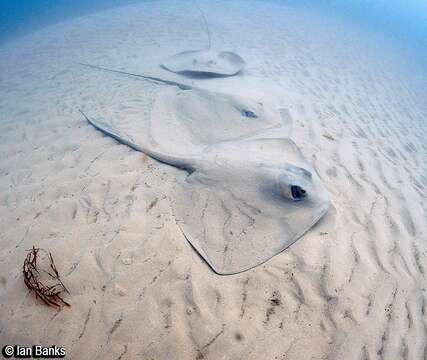 Image of Pink Whipray