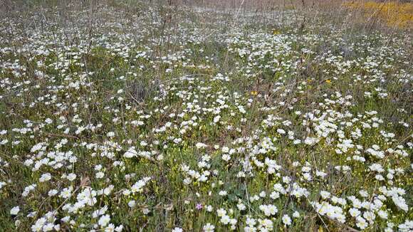 Imagem de Limnanthes alba subsp. parishii (Jeps.) Morin