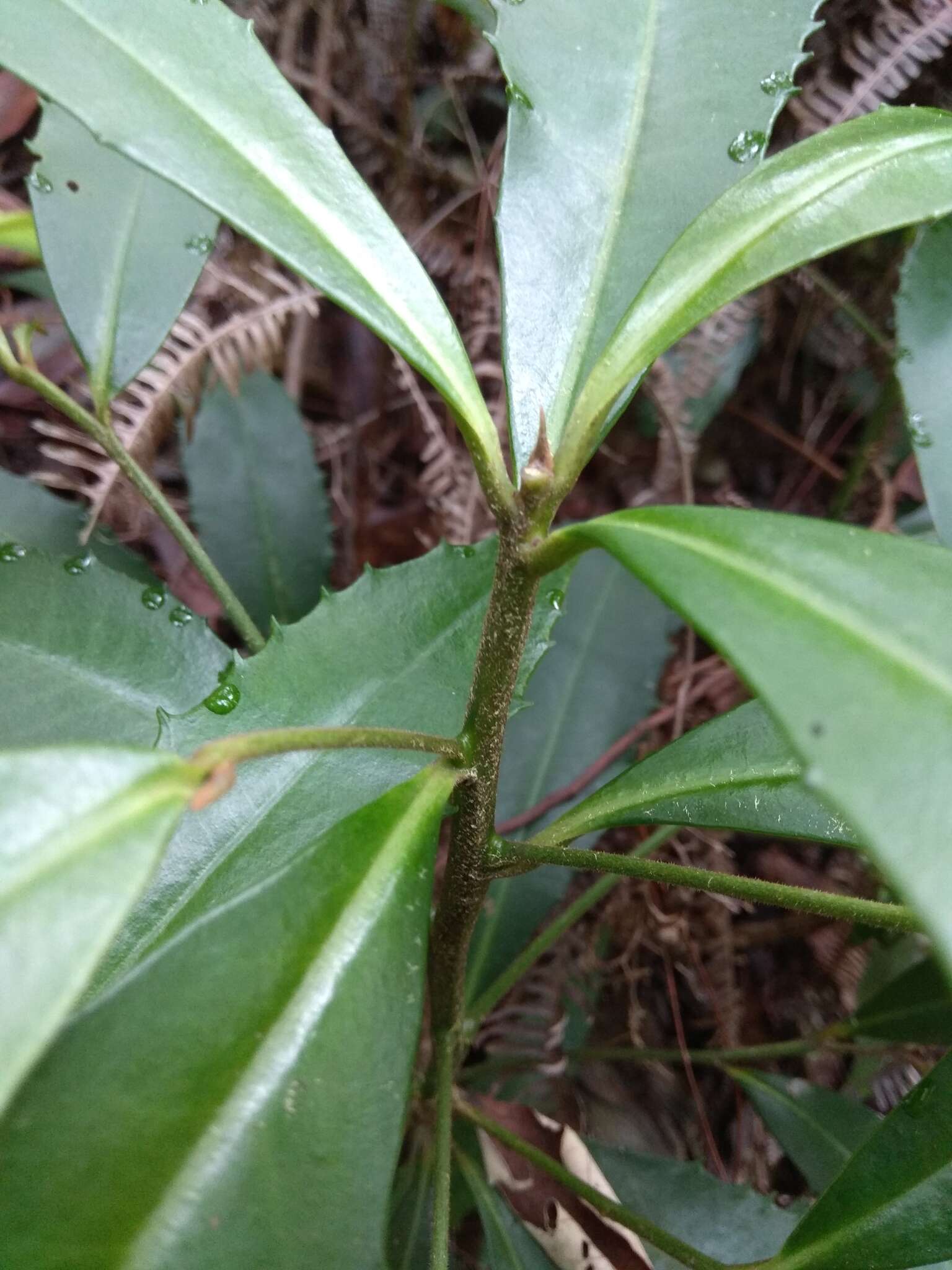 صورة Ardisia cornudentata Mez