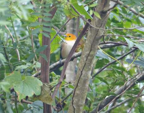 Image de Tangara à tête orange