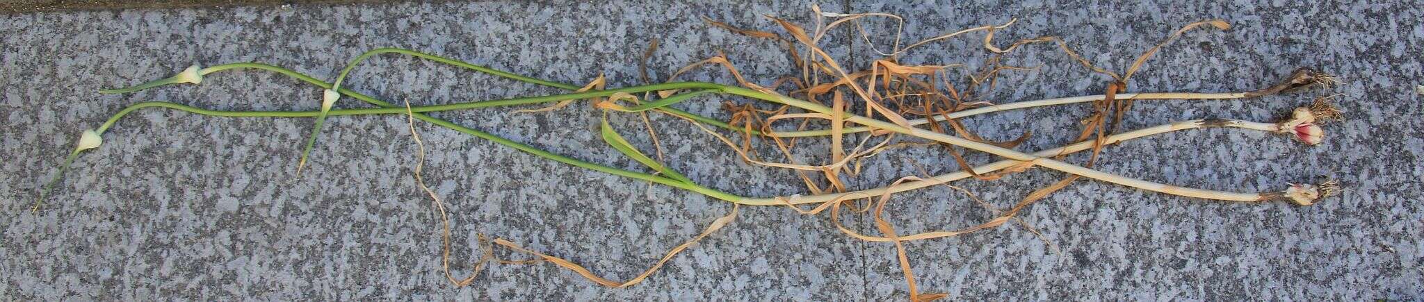 Image of cultivated garlic