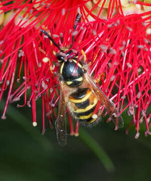 Image of Norwegian Wasp