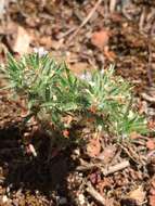 Image of Honey-Scented Pincushion-Plant