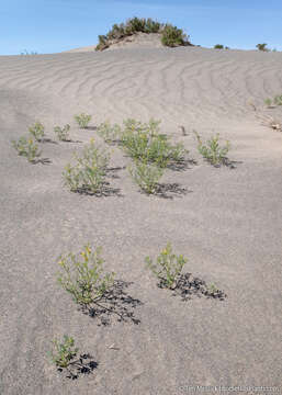 Image of fewleaf spiderflower