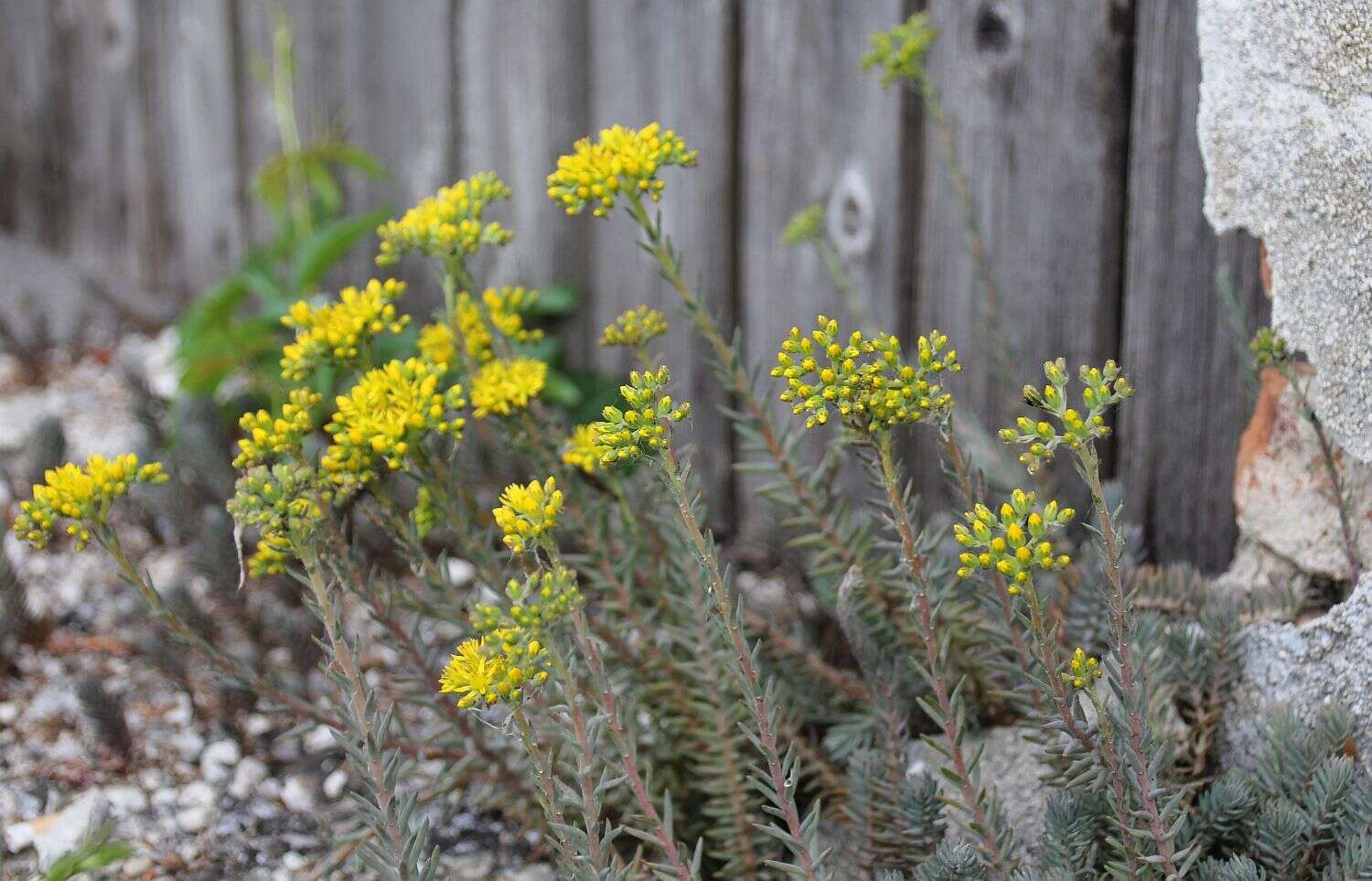 Image de Petrosedum orientale