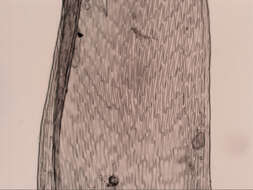 Image of Sematophyllum homomallum Brotherus 1925
