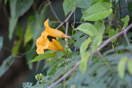 Ipomoea aurantiaca L. O. Williams resmi