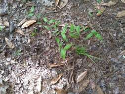 Image of Bosc's panicgrass