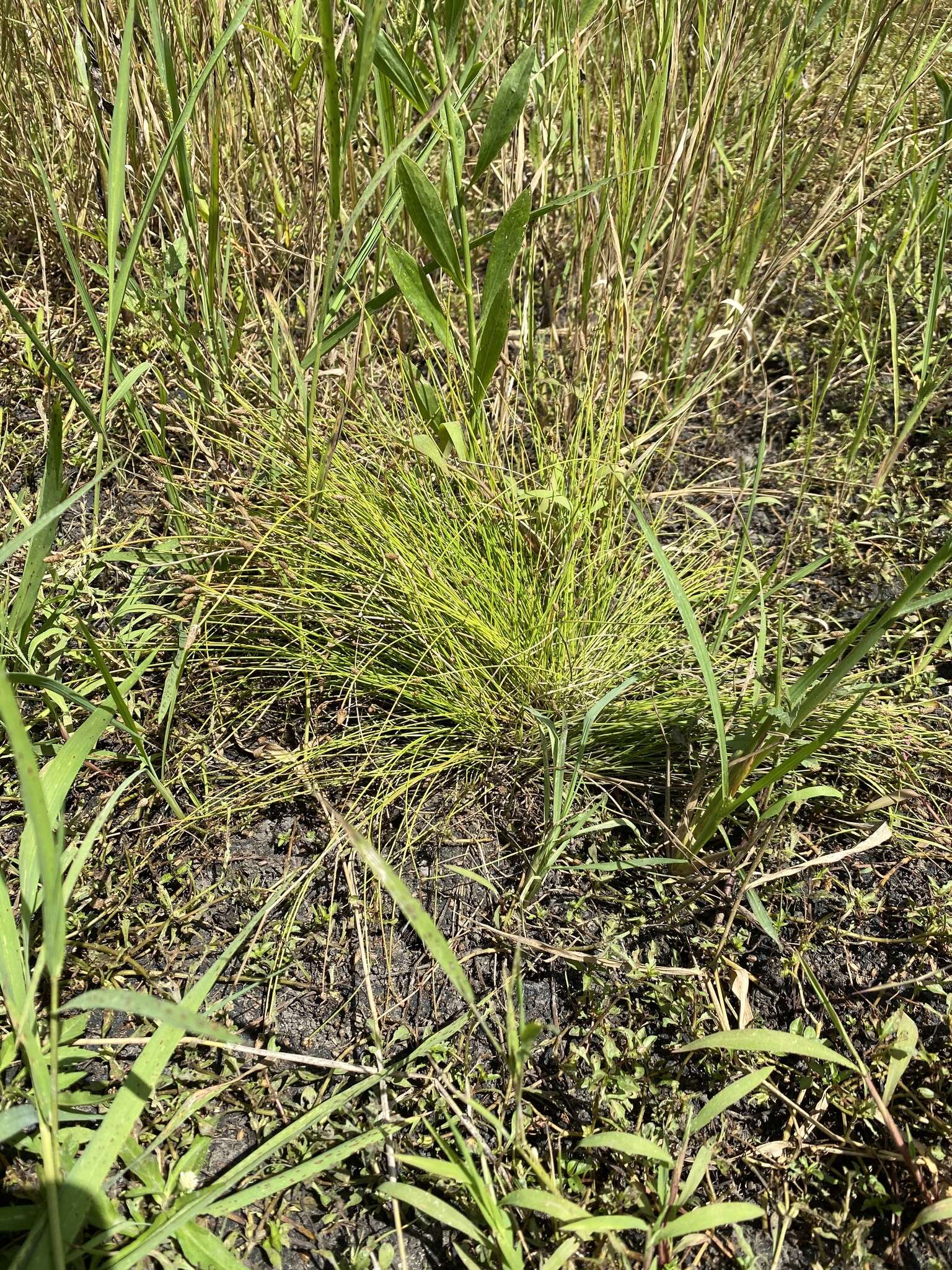 Image of Engelmann's Spike-Rush