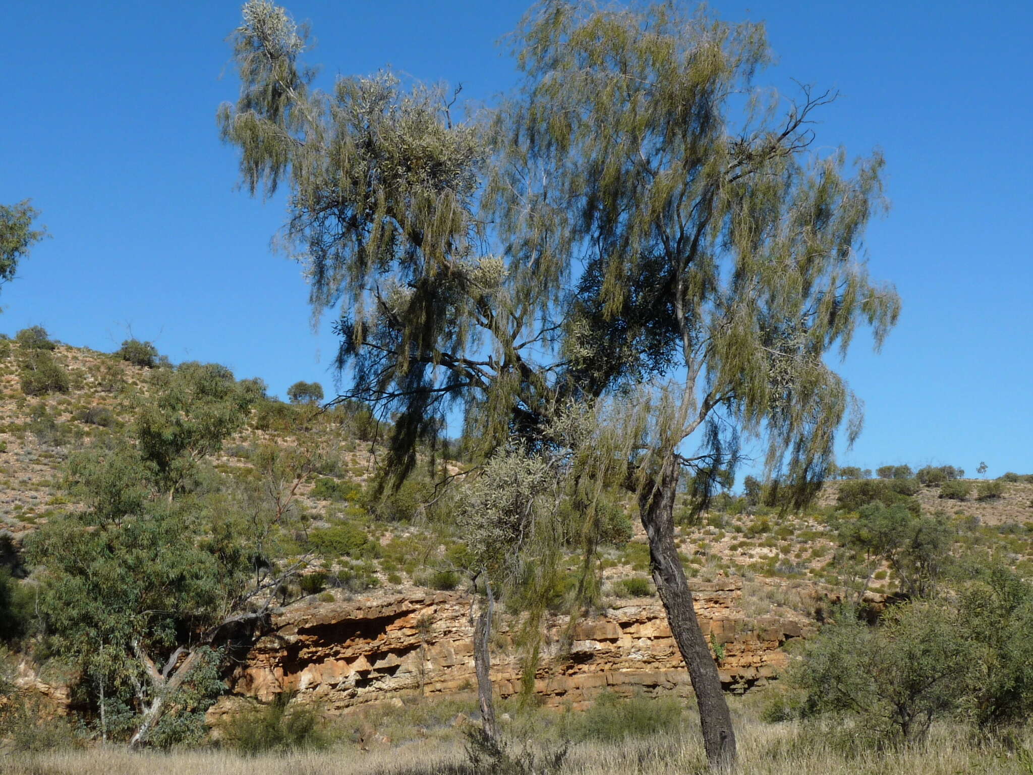 Image of Lysiana spathulata (Blakely) Barlow