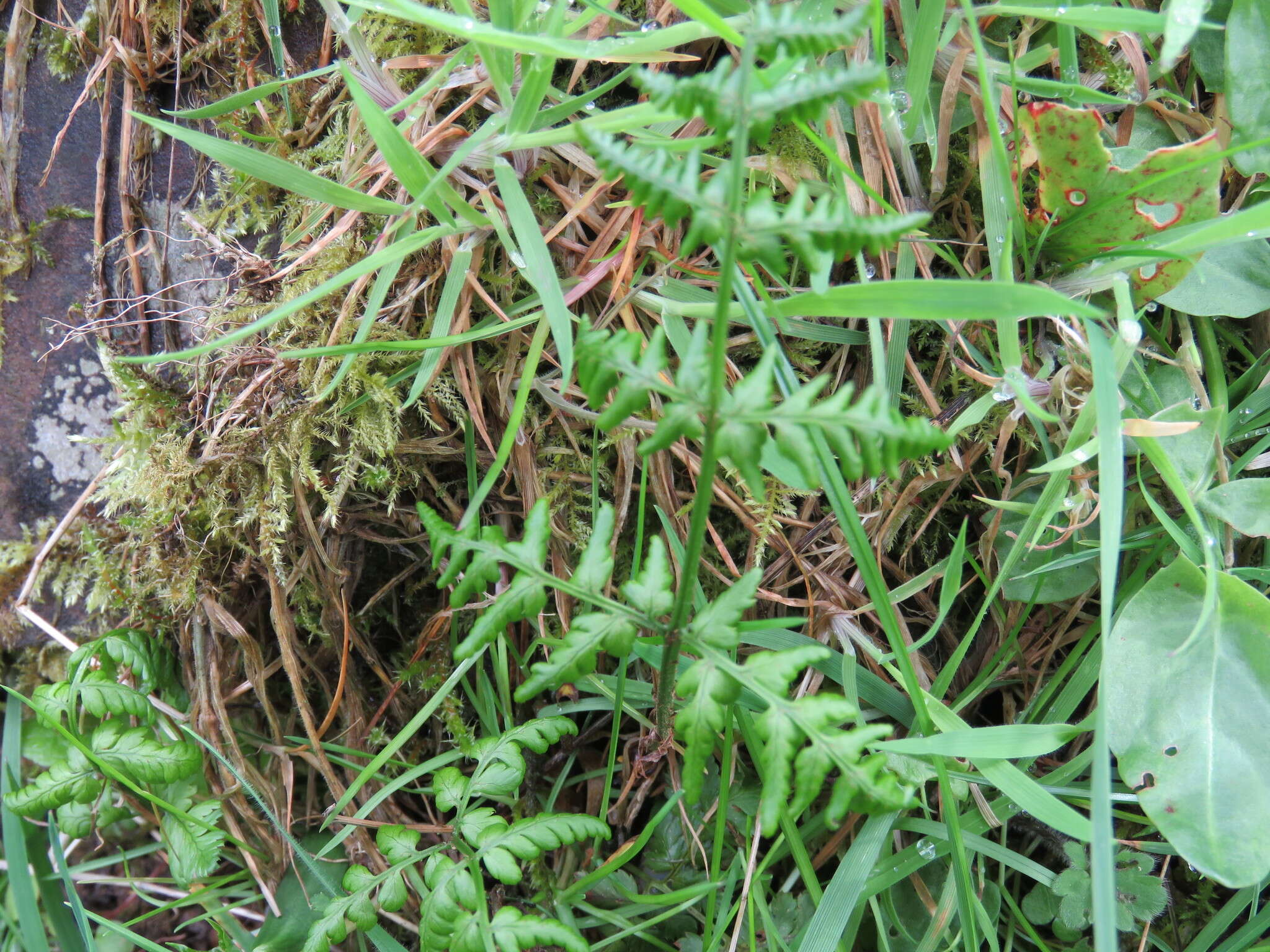 Imagem de Dryopteris dilatata (Hoffm.) A. Gray