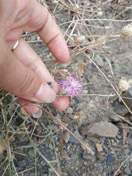 Centaurea sterilis Stev. resmi