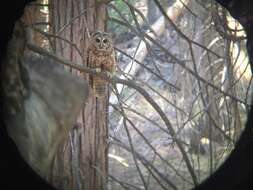 Image of Spotted Owl