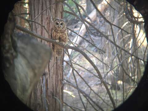 Image of Spotted Owl