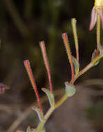 Image of Camissonia kernensis subsp. kernensis