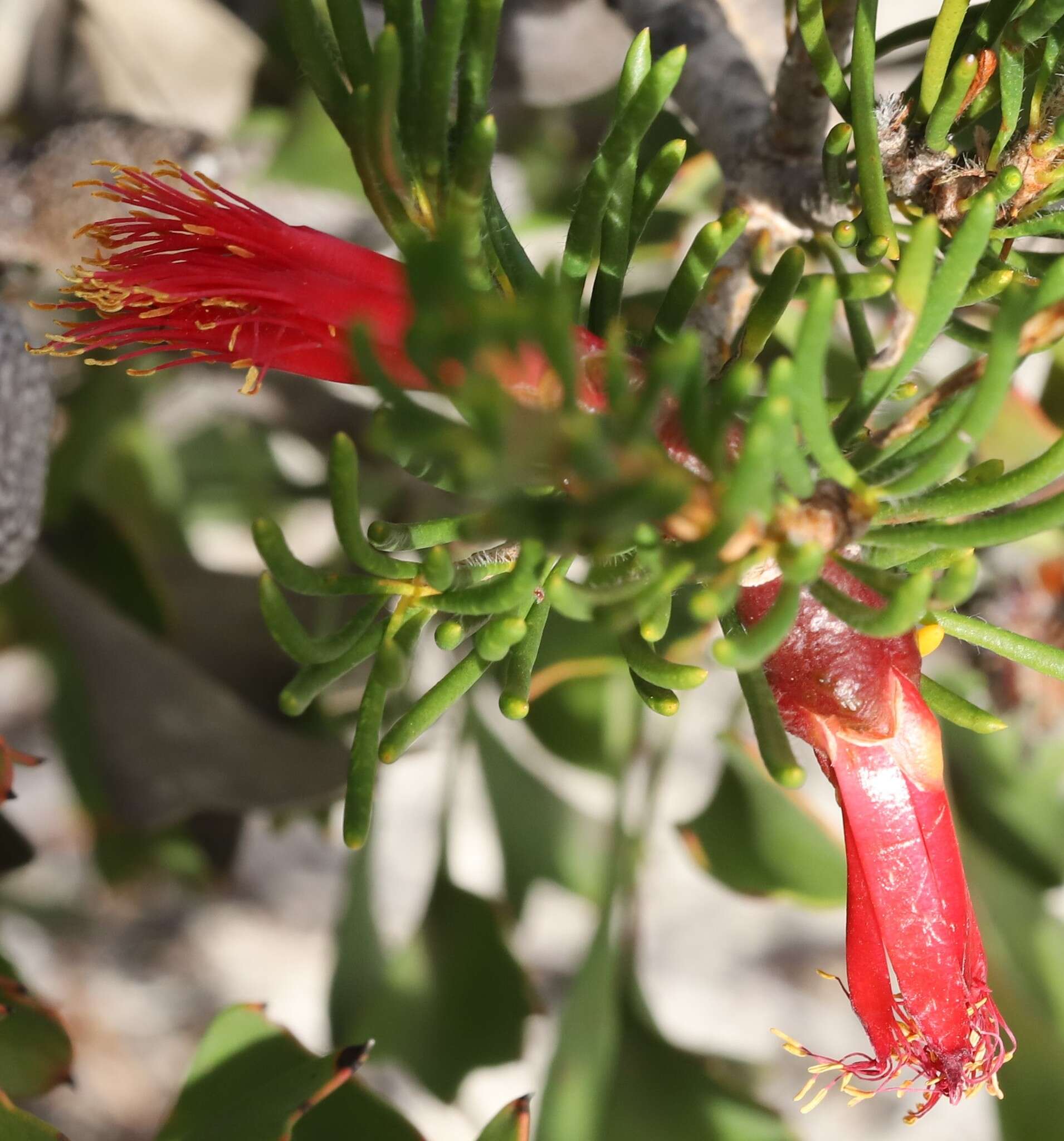 Image de Melaleuca valida (S. Moore) Craven & R. D. Edwards