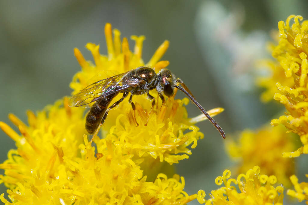 Image of Lasioglossum loetum (Brullé 1840)