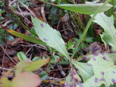 Image of glossy scabious