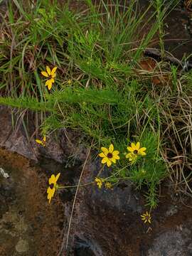 Image of woodland tickseed