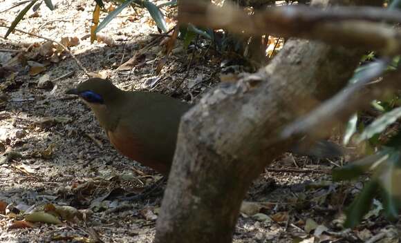 Image of Coquerel's Coua