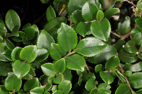 Image de Eurya crenatifolia (Yamamoto) Kobuski