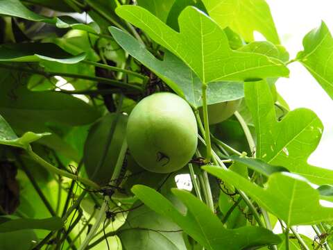 Image of Passiflora aurantia Forst. fil.