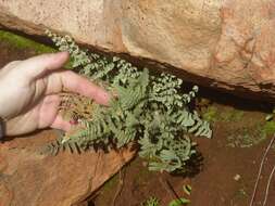 Image of Newberry's lipfern