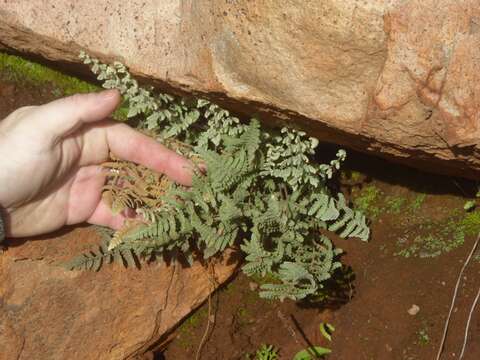 Sivun Myriopteris newberryi (D. C. Eat.) Grusz & Windham kuva