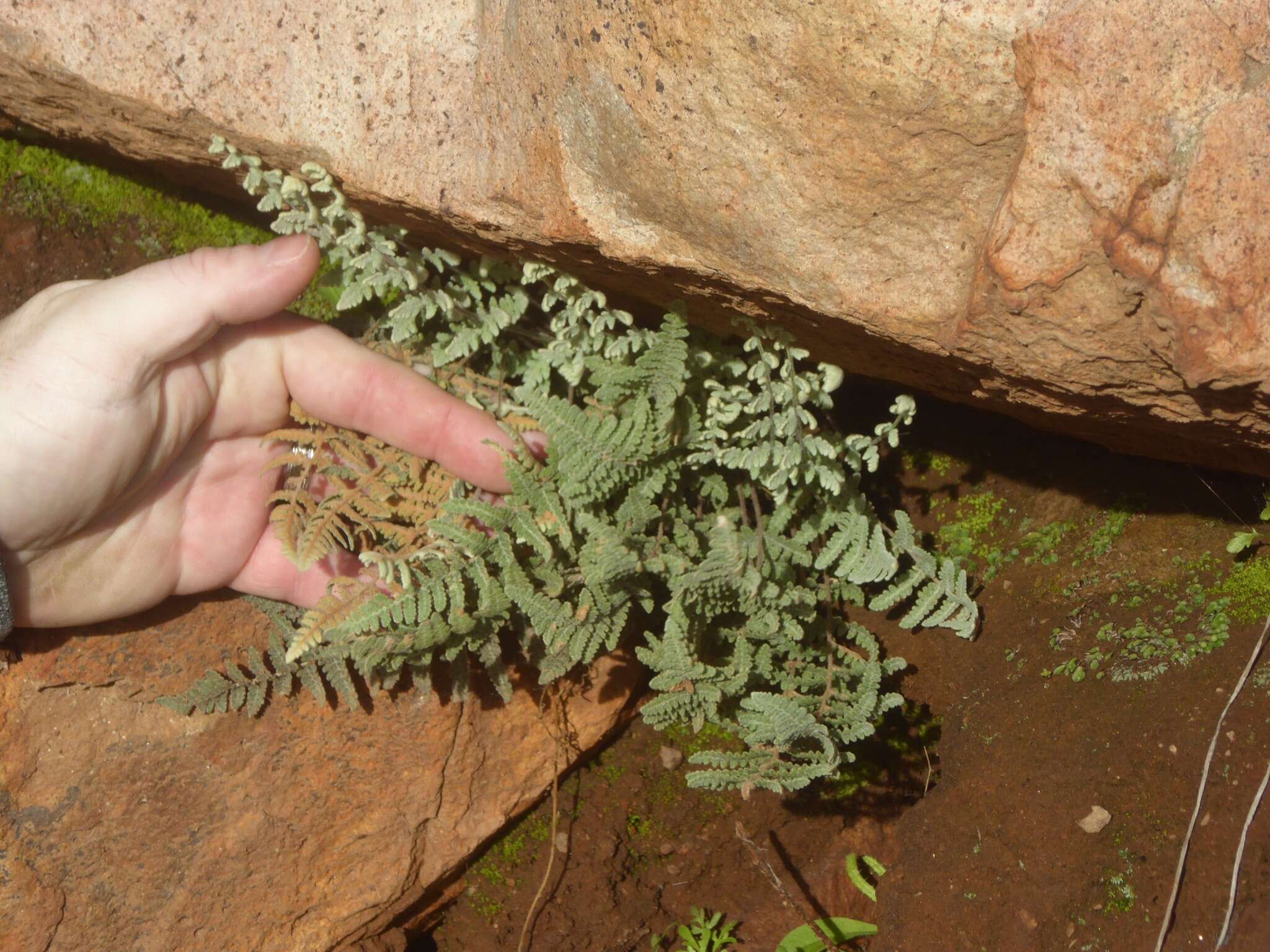 Plancia ëd Myriopteris newberryi (D. C. Eat.) Grusz & Windham