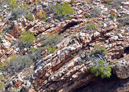 Image of Karoo cycad