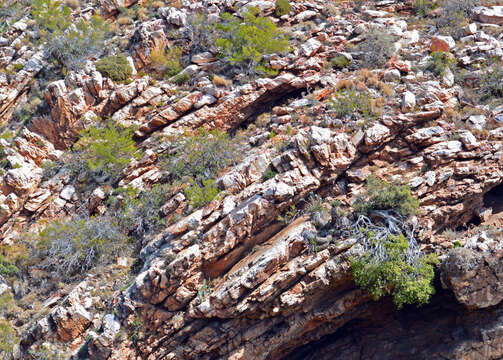 Image of Karoo cycad