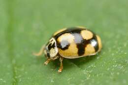 صورة Adalia decempunctata (Linnaeus 1758)