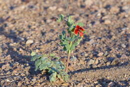 Image of Glaucium elegans Fisch. & C. A. Mey.