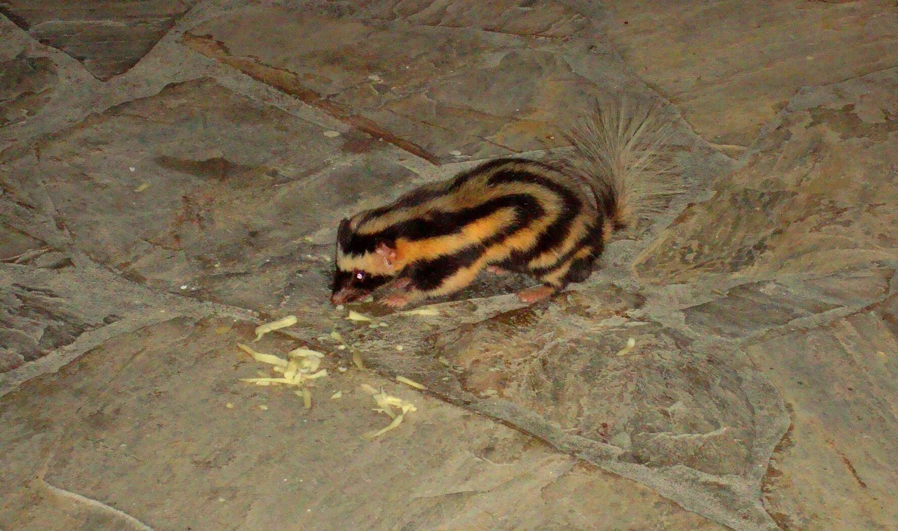 Image of Pygmy Spotted Skunk