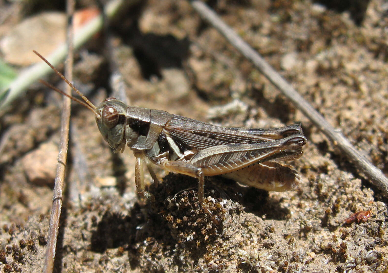 Melanoplus confusus Scudder & S. H. 1897的圖片