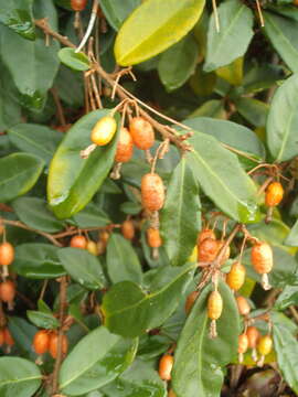 Image of Elaeagnus reflexa E. Morr. & Decne.