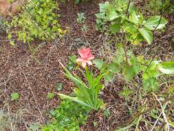 Image of Freesia grandiflora subsp. grandiflora