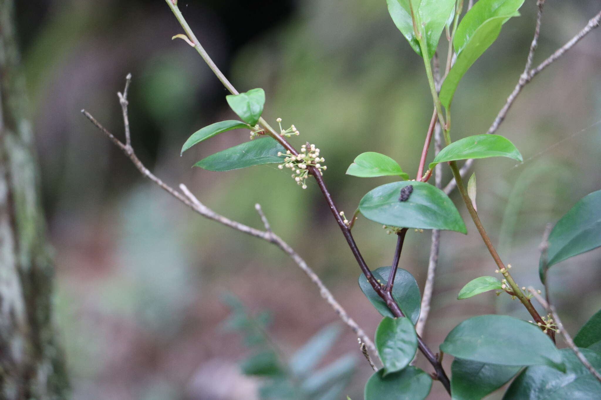 Image of Myrsine stolonifera (Koidz.) E. Walker