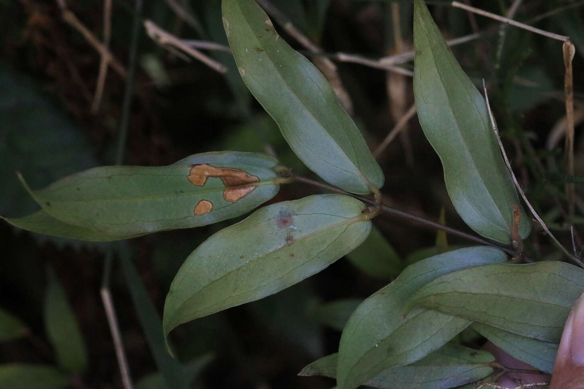 Image of Ripogonum fawcettianum F. Muell. ex Benth.