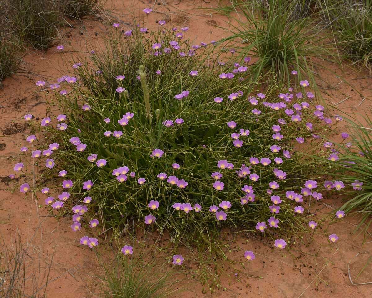 Image of Calandrinia balonensis Lindl.