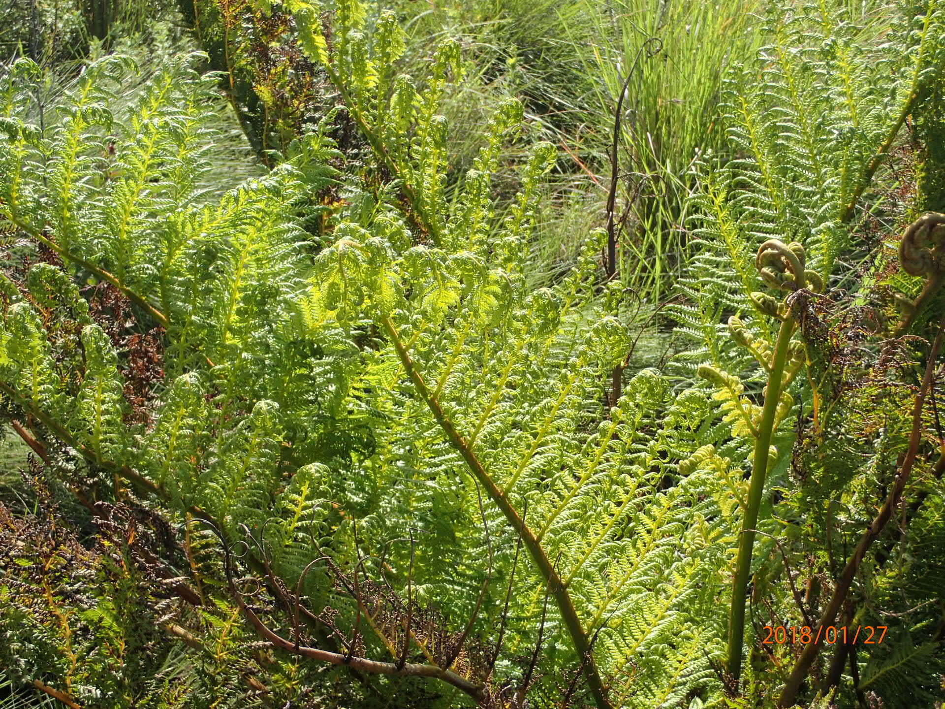 Image of Grassland tree fern