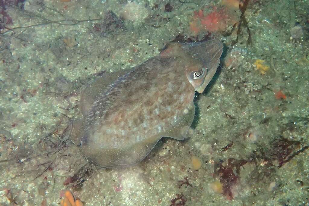 Image of Common Cuttlefish